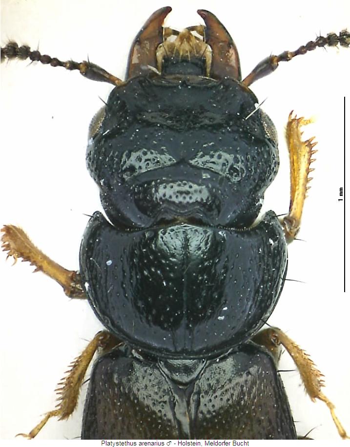 platystethus_arenarius_m_vk.jpg