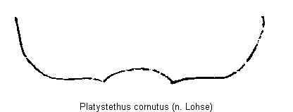 platystethus_cornutus_sternit.gif