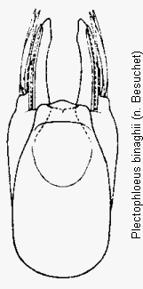 plectophloeus_binaghii.gif