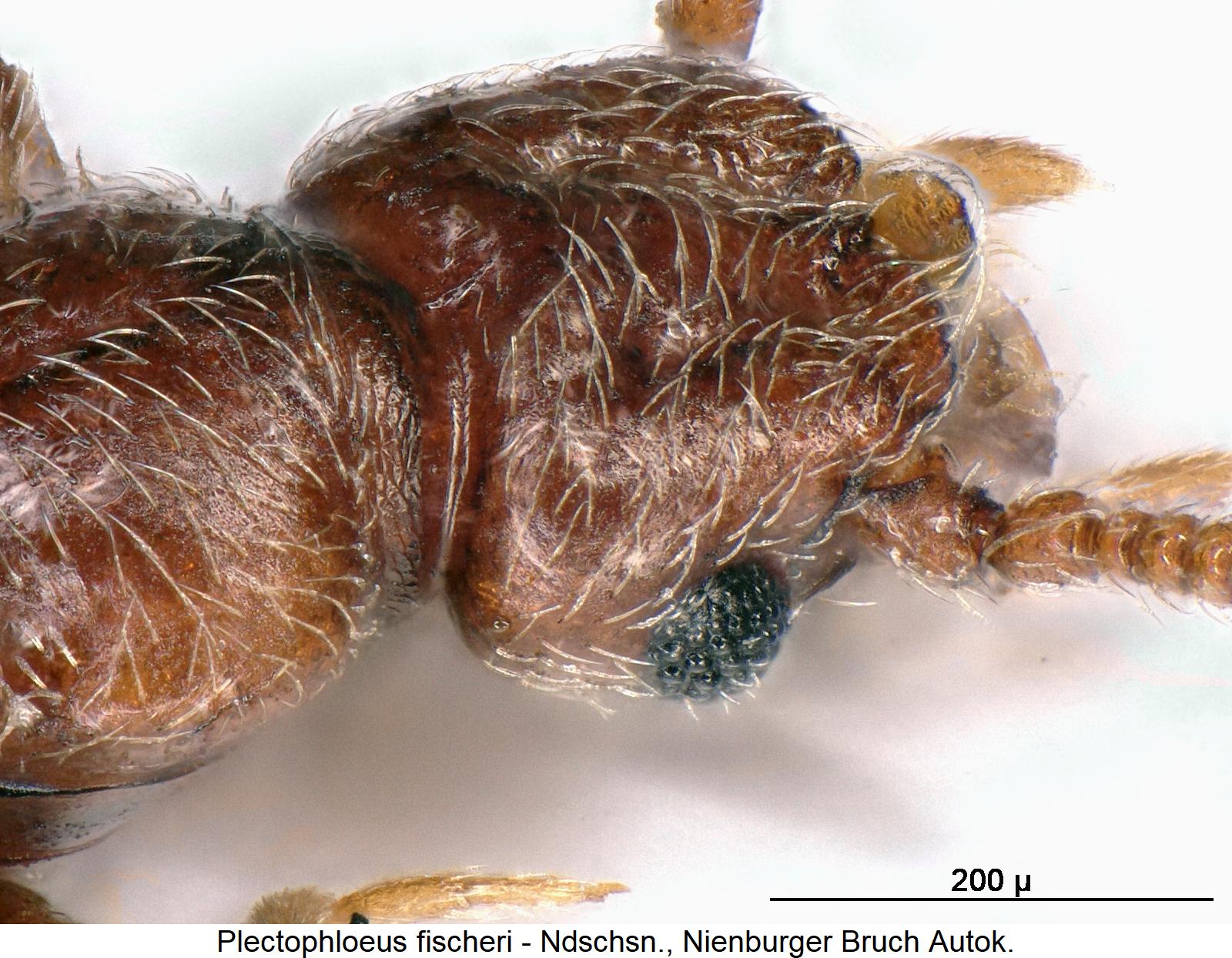 plectophloeus_fischeri_k1.jpg