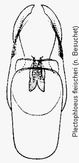 plectophloeus_fleischeri.gif