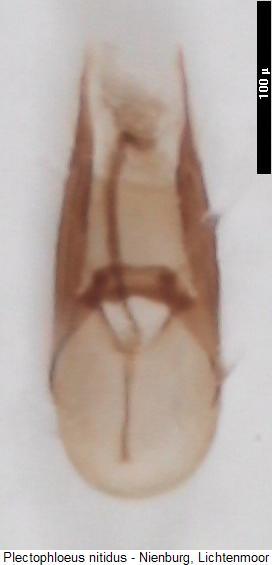 plectophloeus_nitidus.jpg