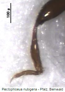plectophloeus_nubigena_hschn.jpg