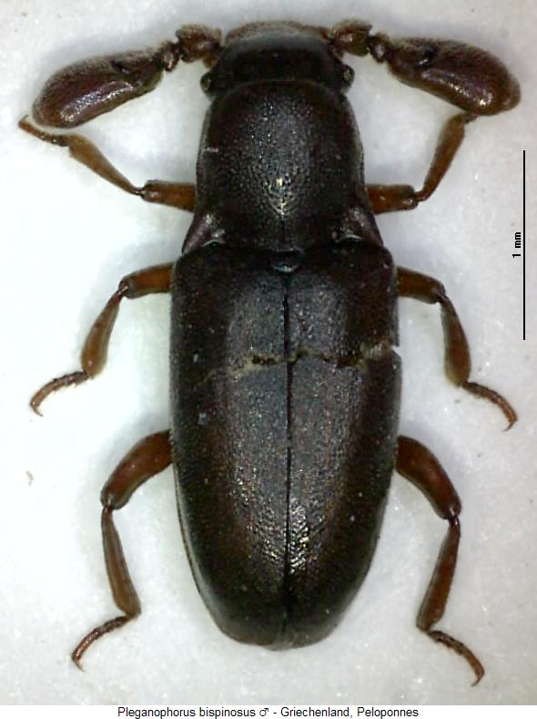 pleganophorus_bispinosus_m_hab.jpg