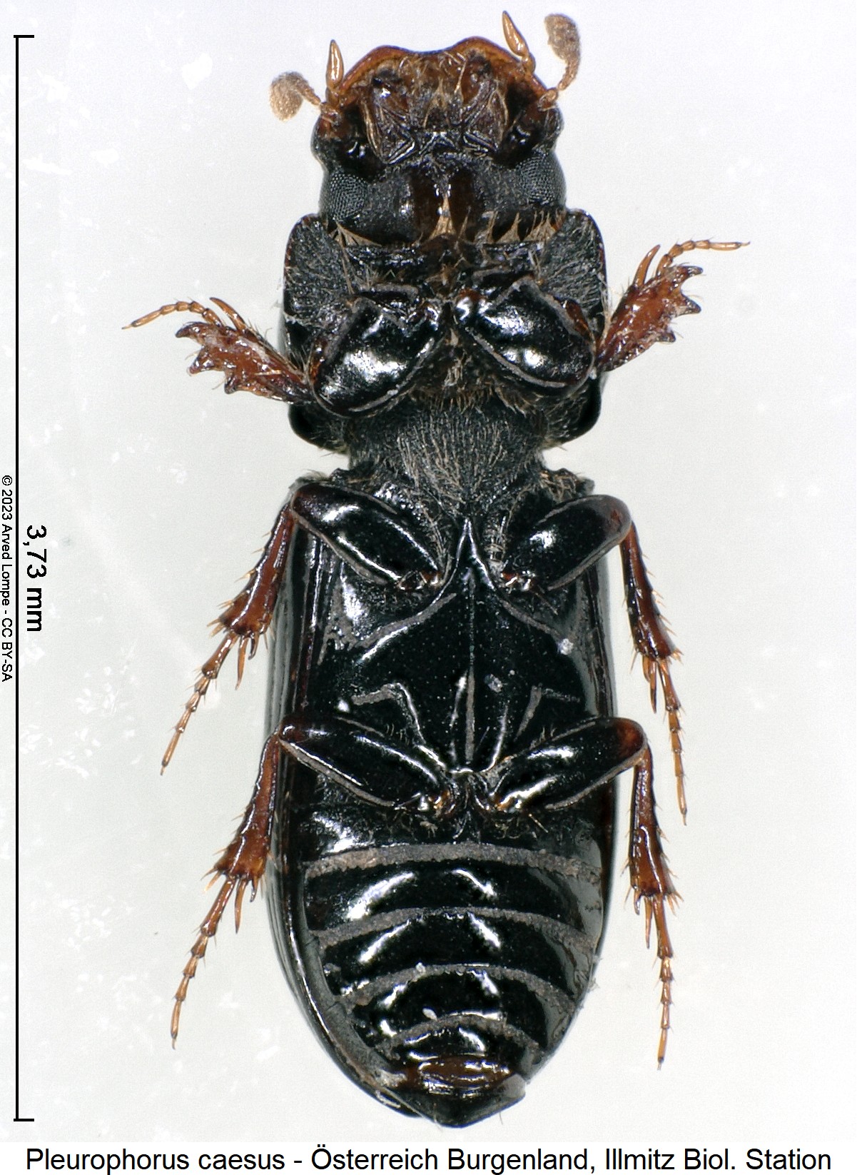 pleurophorus_caesus_$28575654_us.jpg