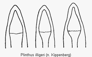 plinthus_illigeri.gif