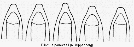 plinthus_parreyssii.gif