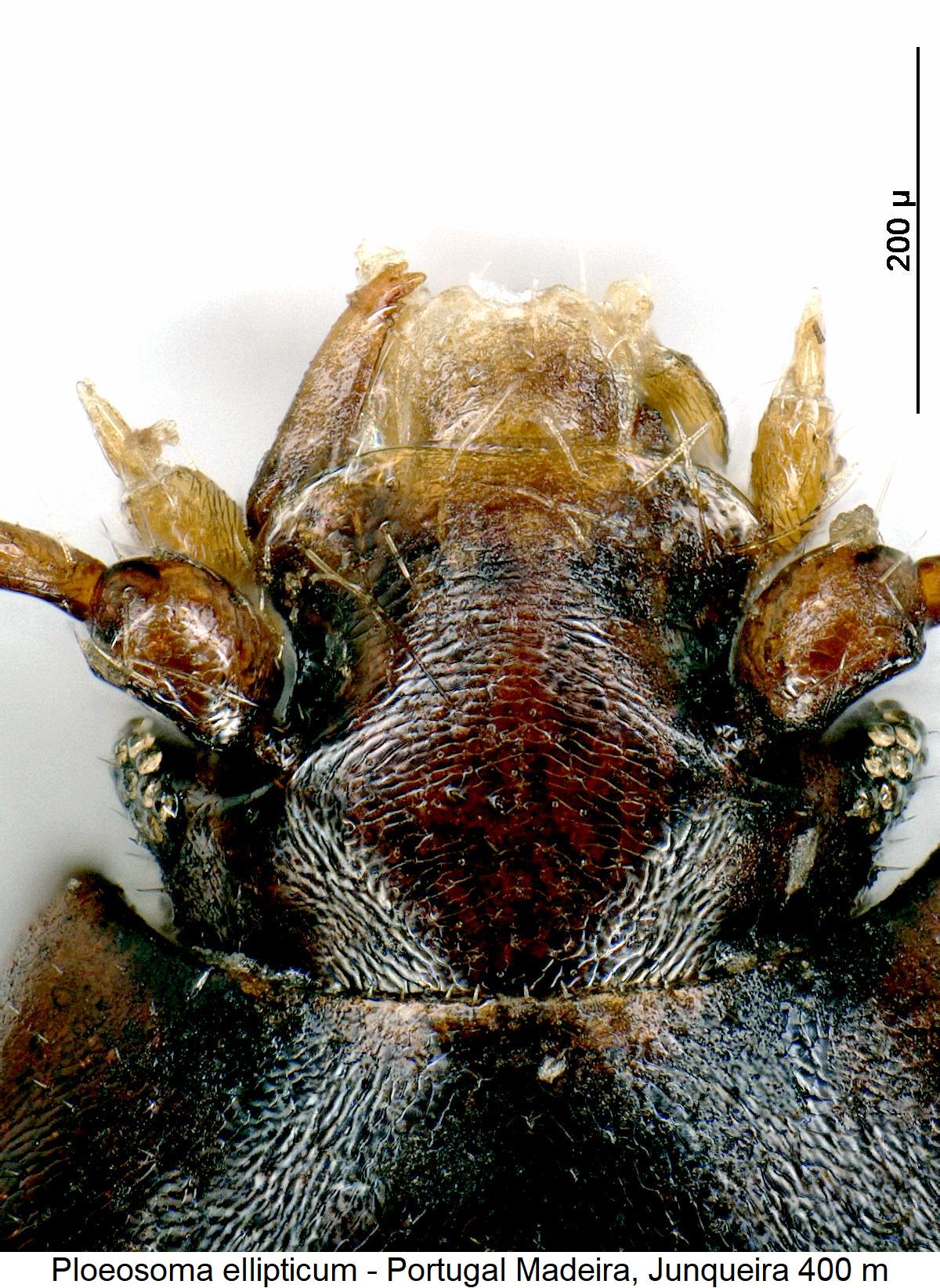 ploeosoma_ellipticum_k.jpg