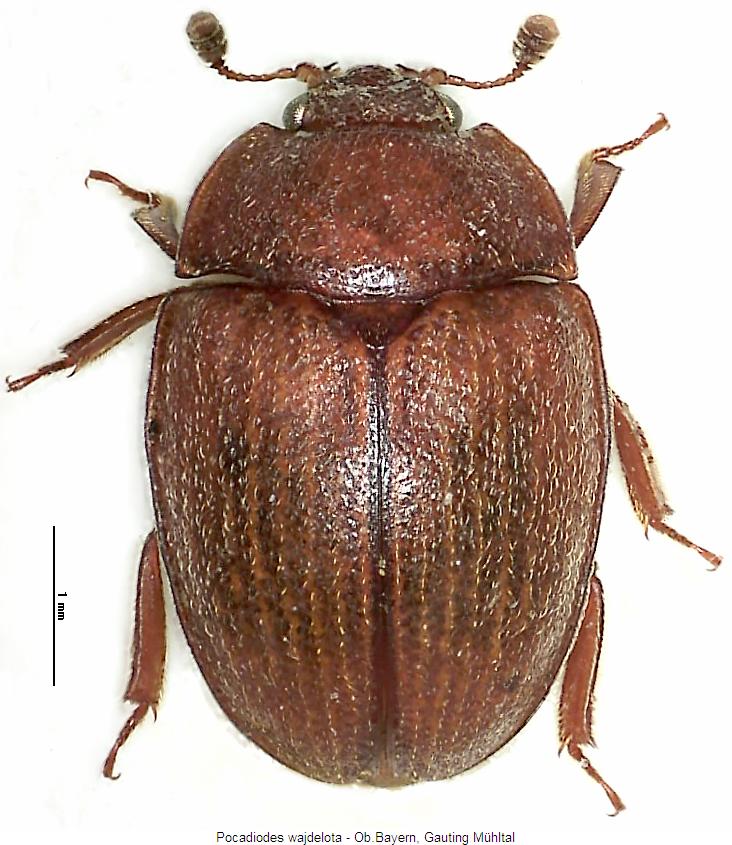 pocadiodes_wajdelota_hab.jpg