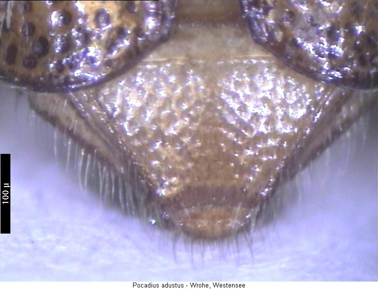 pocadius_adustus_pyg.jpg