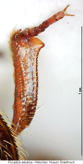 pocadius_adustus_vschn.jpg