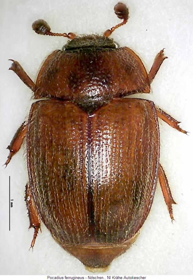 pocadius_ferrugineus_hab.jpg