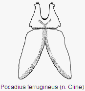 pocadius_ferrugineus_ovip.gif