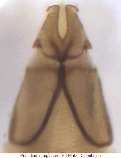 pocadius_ferrugineus_ovip.jpg