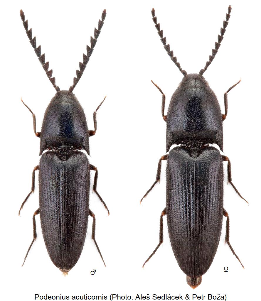 podeonius_acuticornis_hab.jpg
