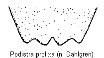 podistra_prolixa_sternit.gif