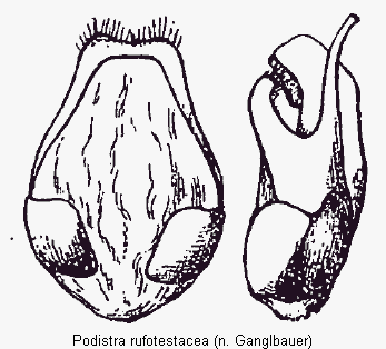 podistra_rufotestacea.gif