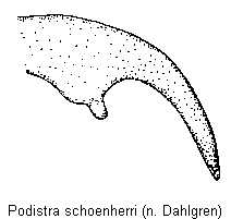 podistra_schoenherri_kl.gif