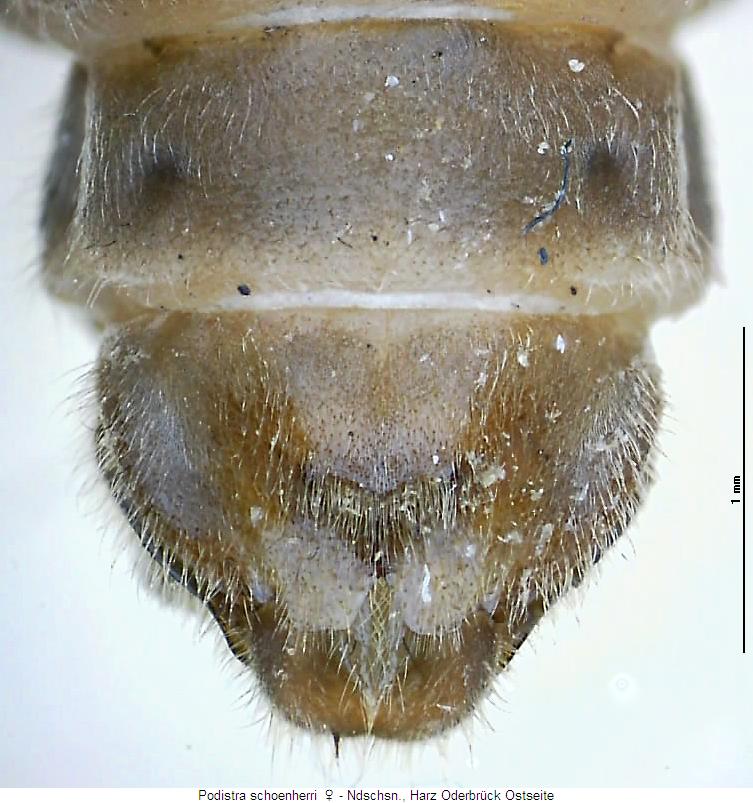 podistra_schoenherri_sternit.jpg