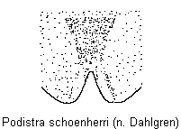 podistra_schoenherri_stp.gif