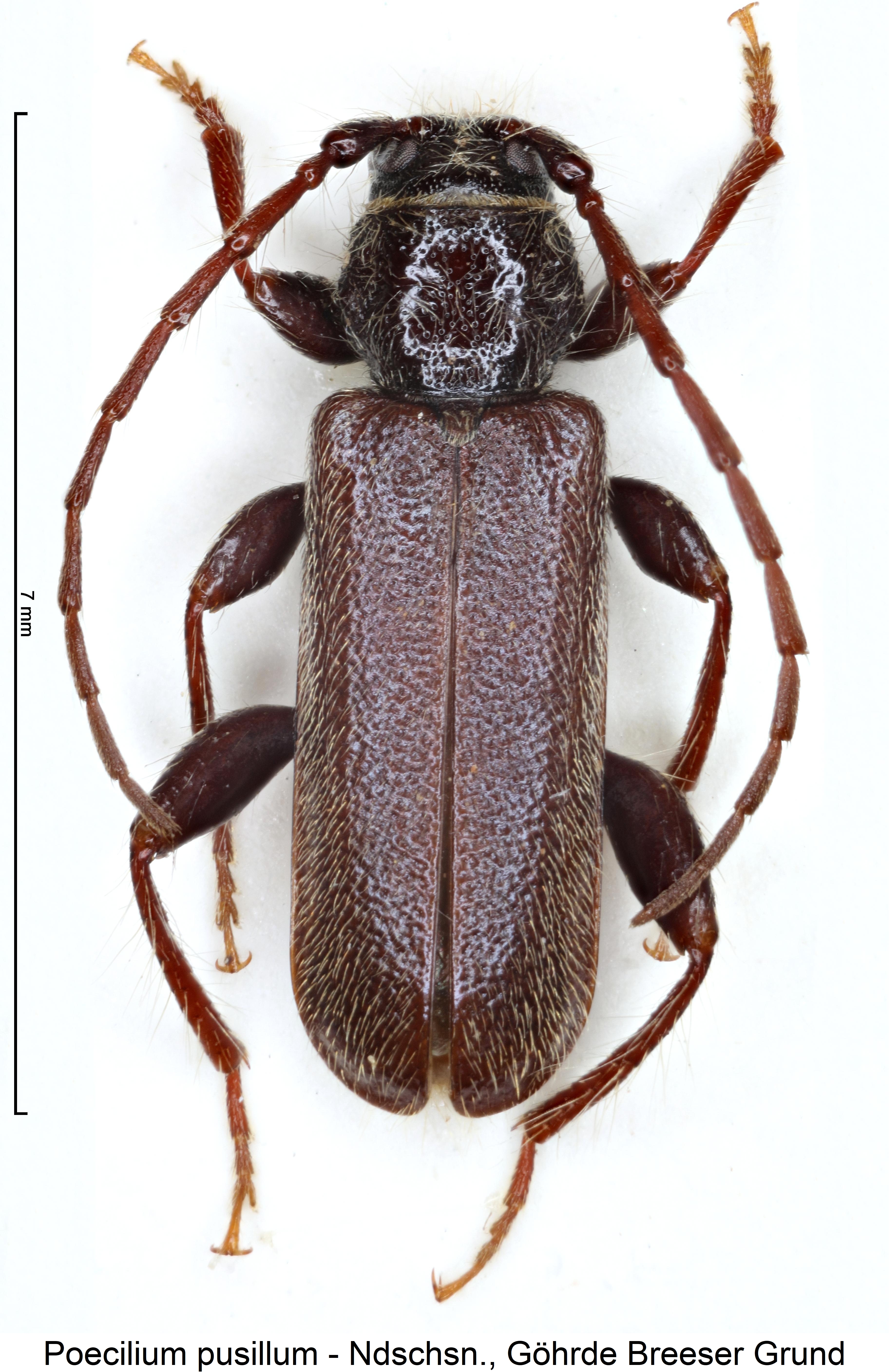 poecilium_pusillum_hab.jpg