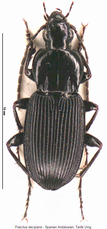 poecilus_decipiens_hab.jpg