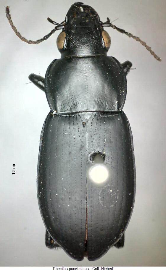 poecilus_punctulatus_hab.jpg