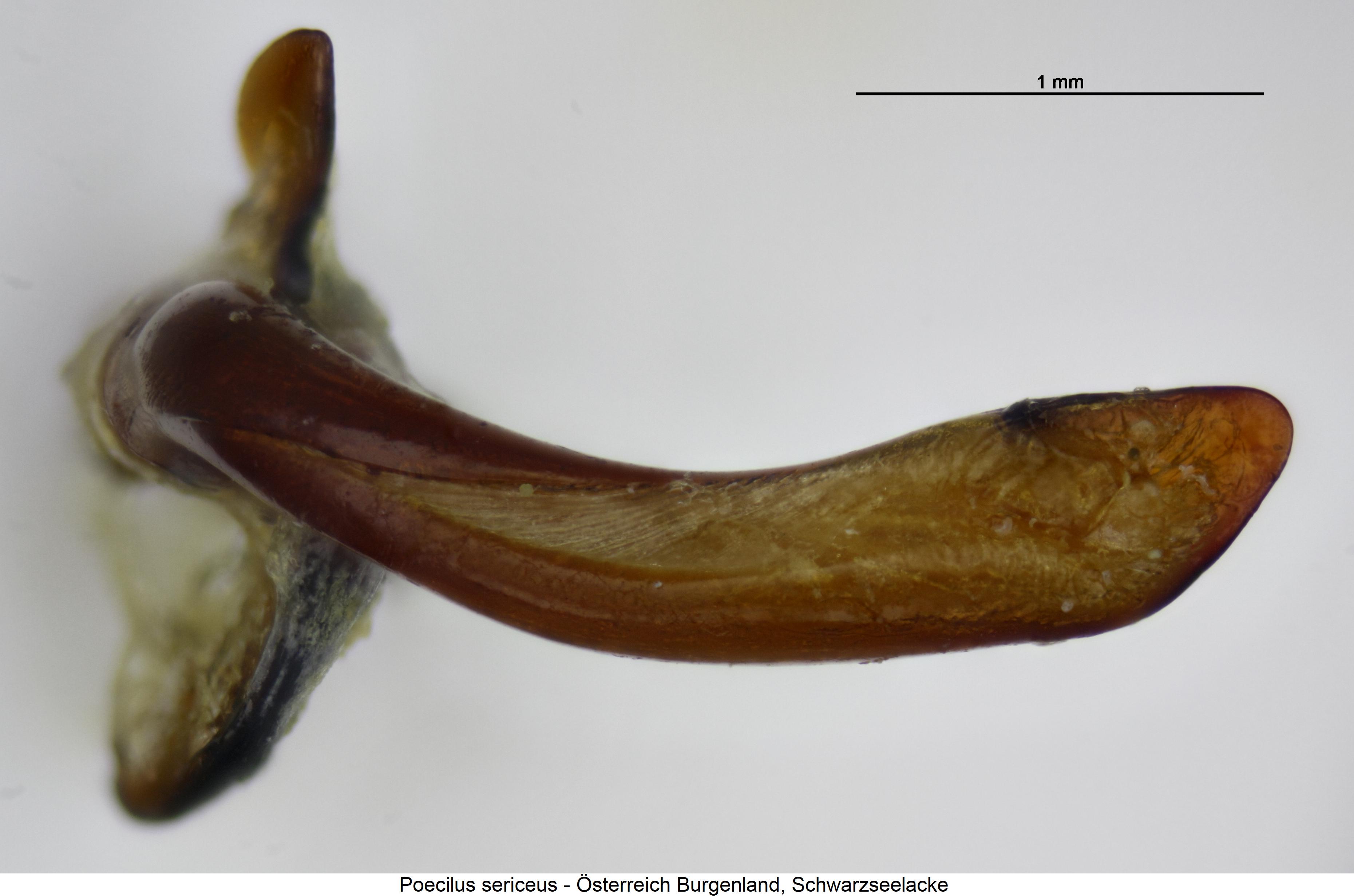 poecilus_sericeus_aufsicht.jpg