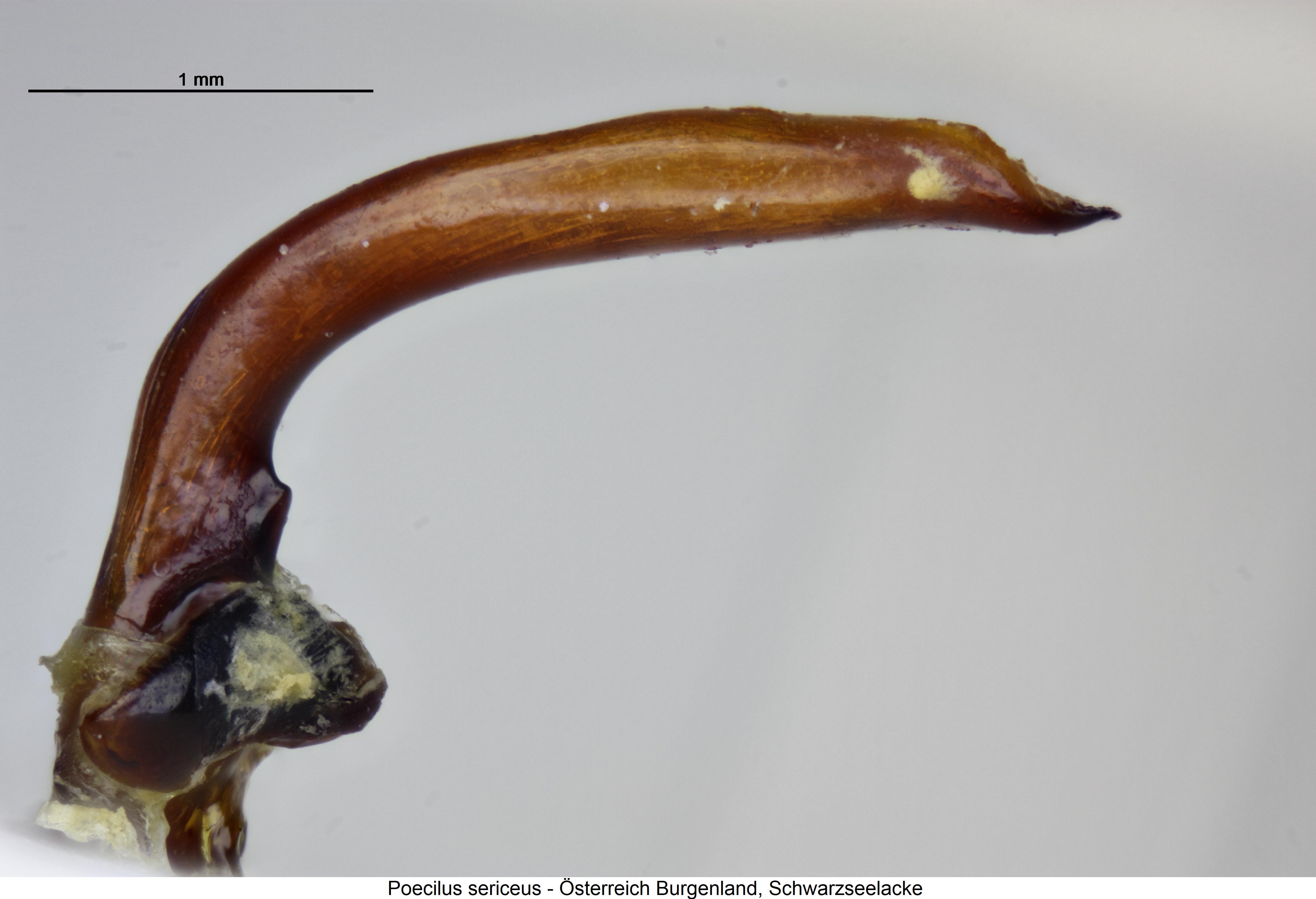 poecilus_sericeus_profil.jpg