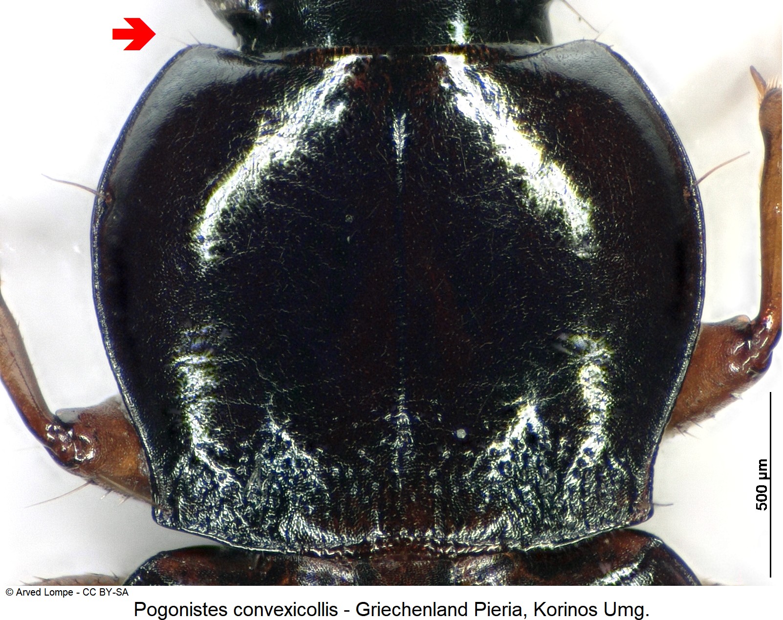 pogonistes_convexicollis_hsch-1.jpg