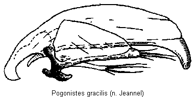 pogonistes_gracilis.gif