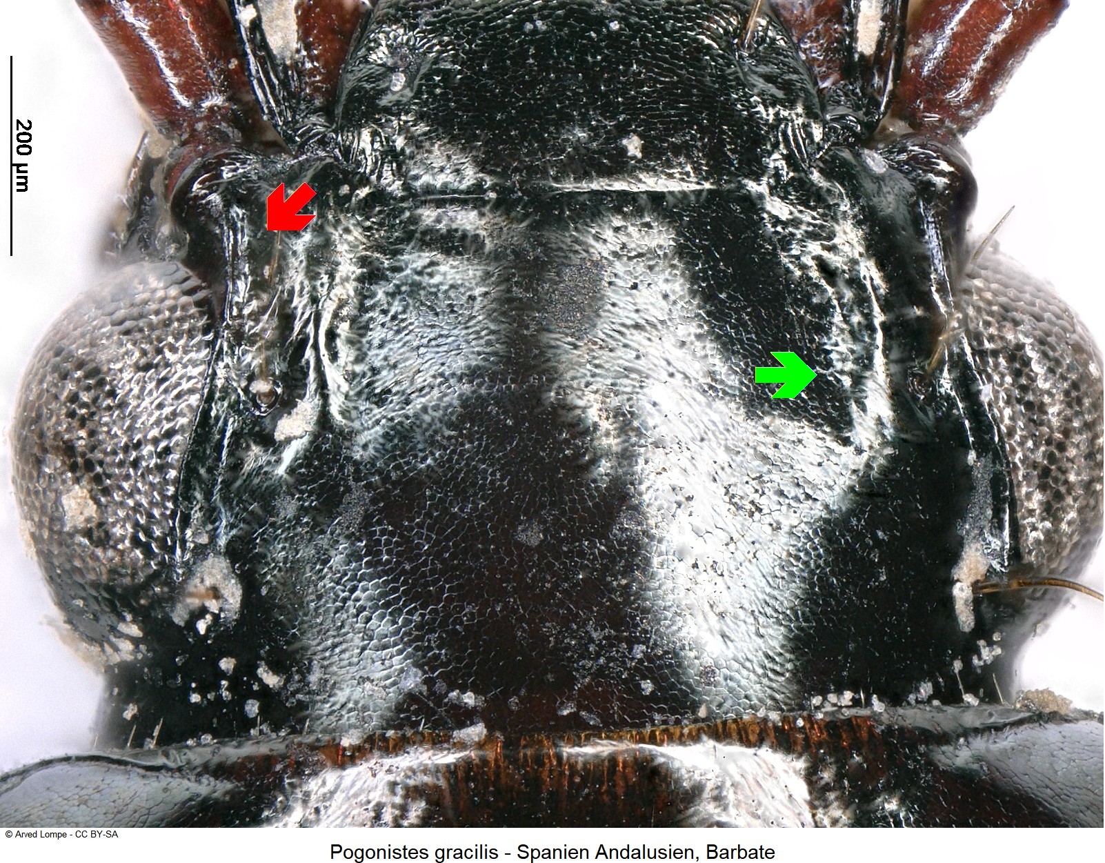 pogonistes_gracilis_ck22617_k.jpg