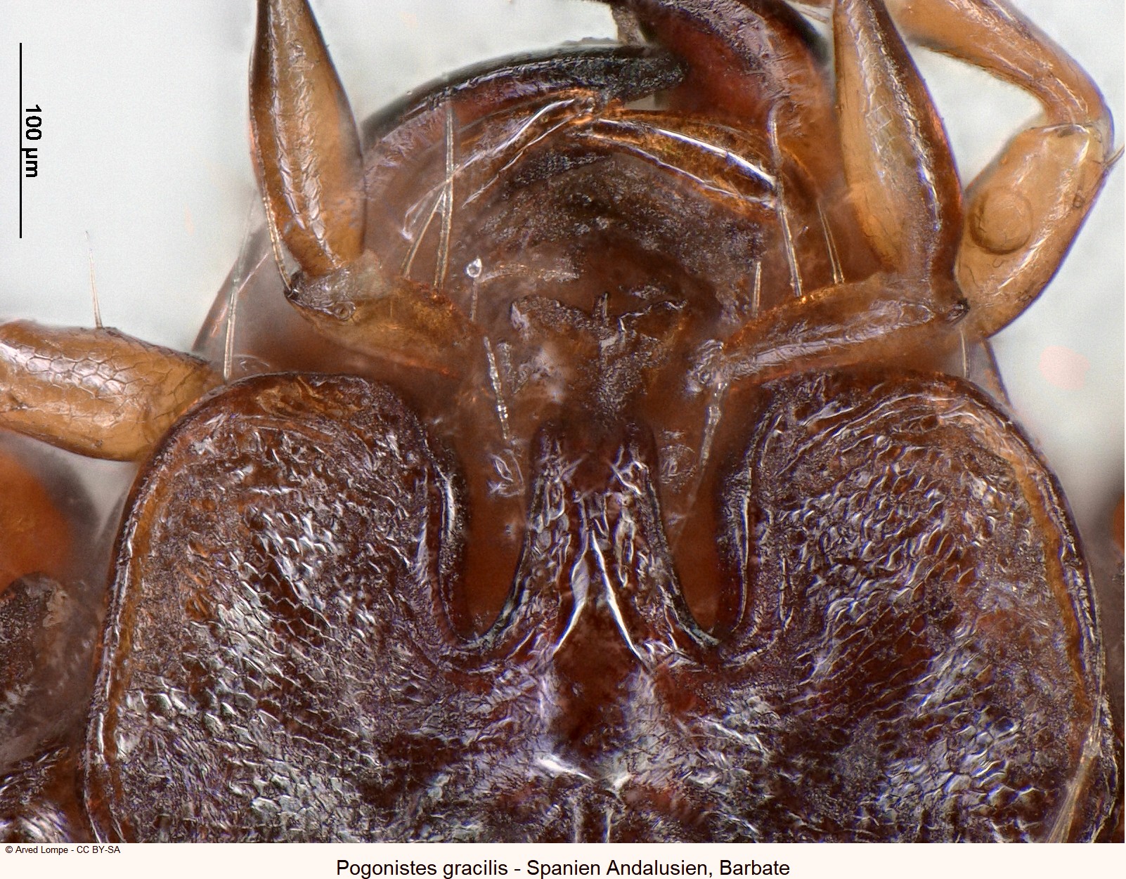 pogonistes_gracilis_ck22617_k_us.jpg