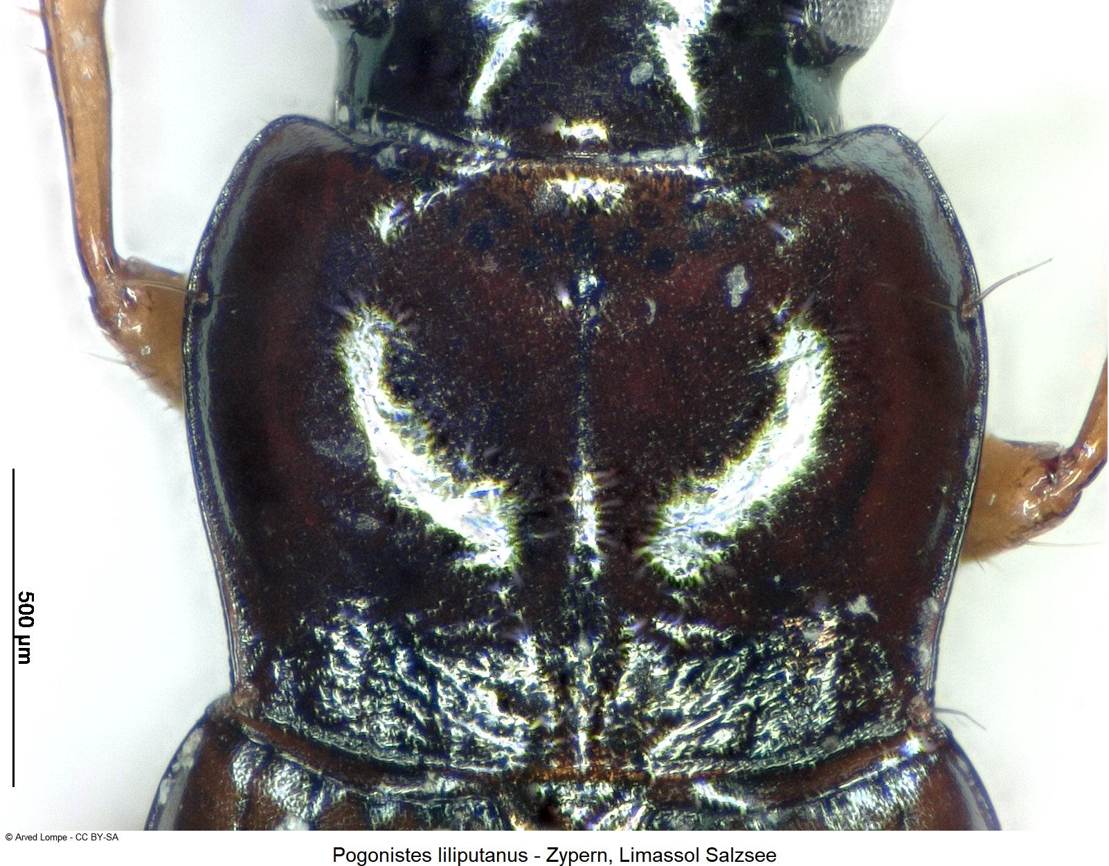 pogonistes_liliputanus_ck30821442_hsch-1.jpg