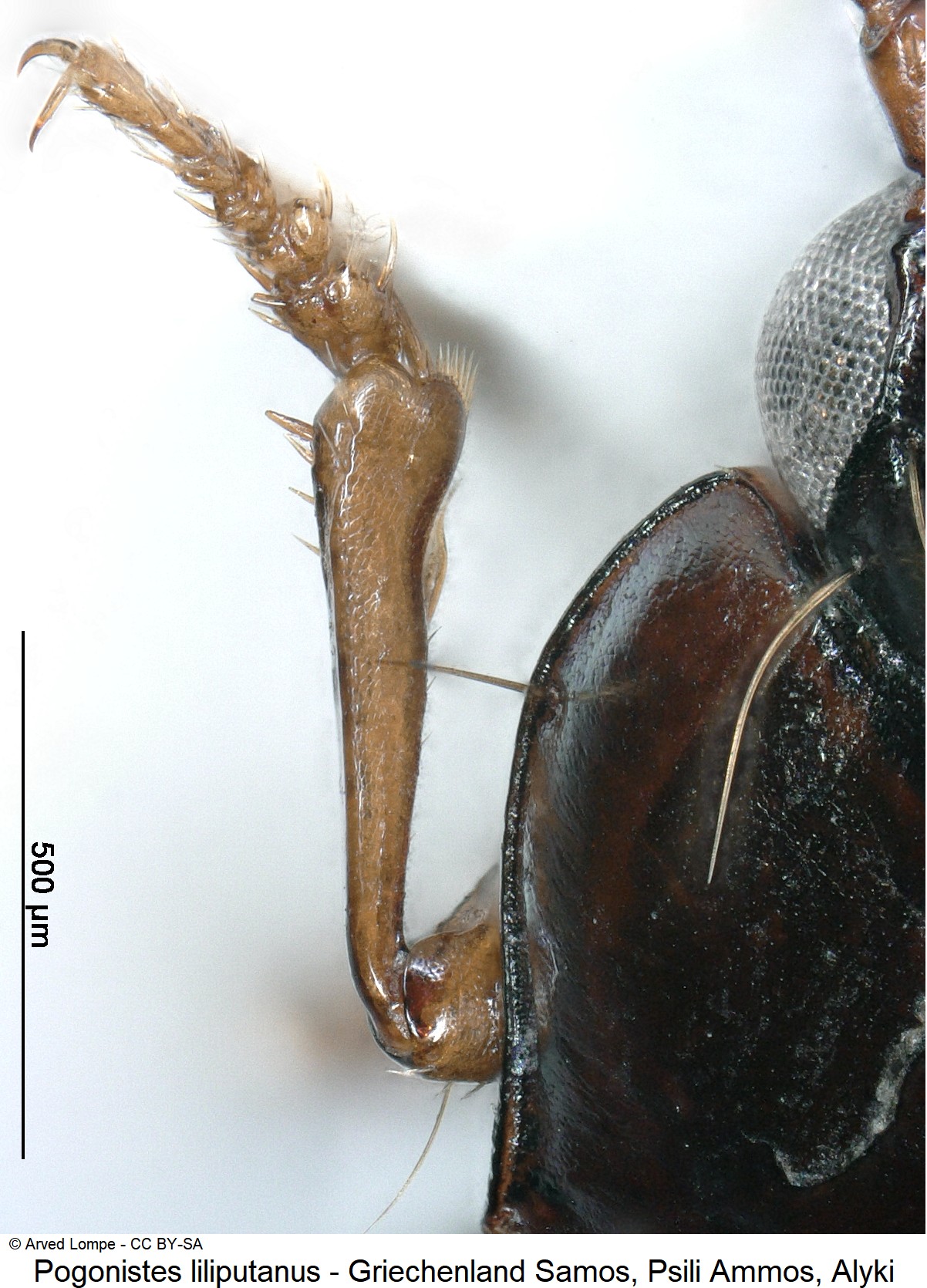 pogonistes_liliputanus_ck31234792_vschn.jpg