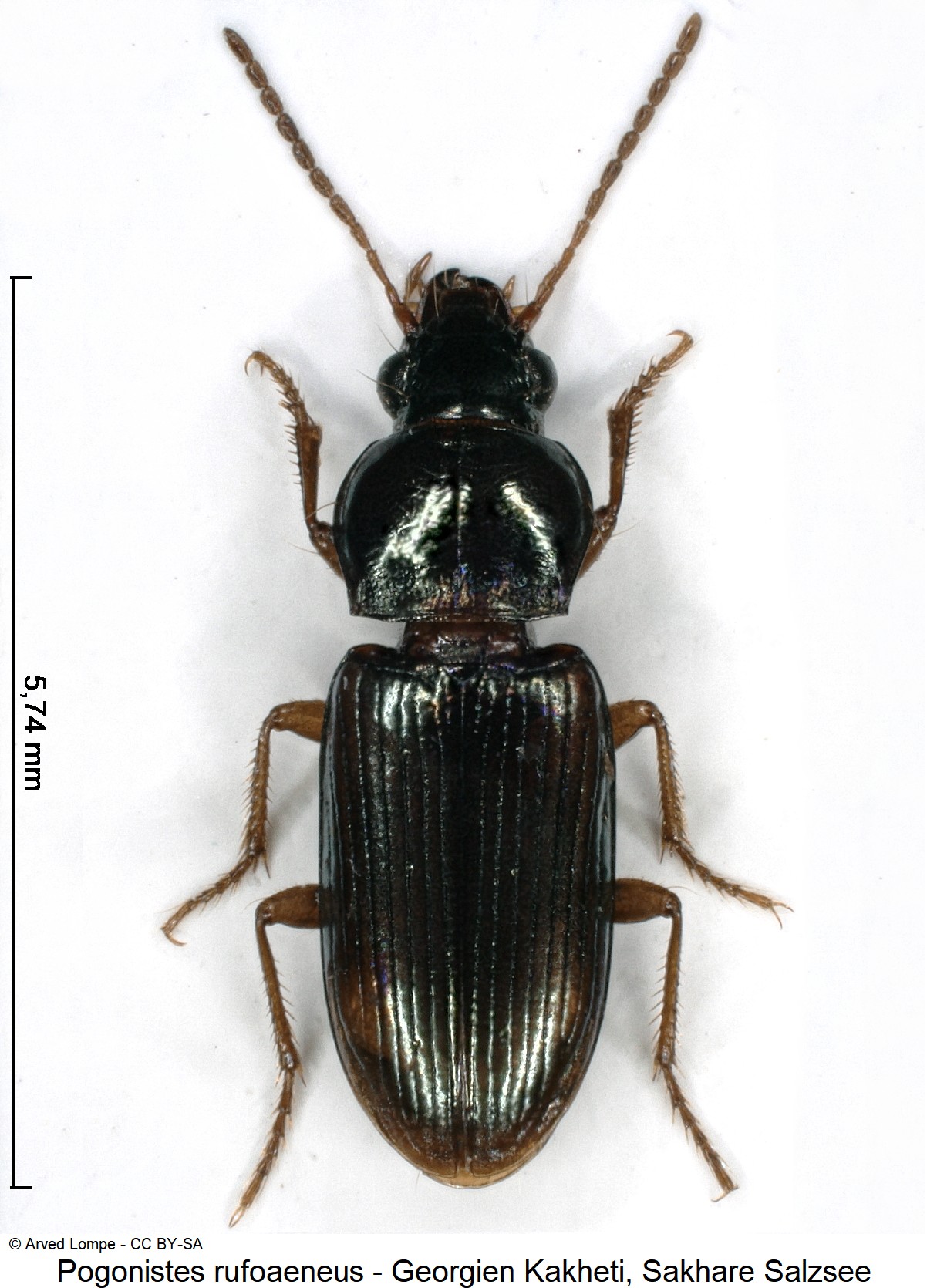 pogonistes_rufoaeneus_ck31024437_hab.jpg