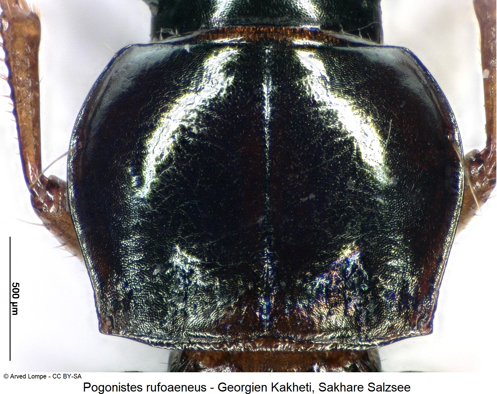 pogonistes_rufoaeneus_ck31024437_hsch.jpg