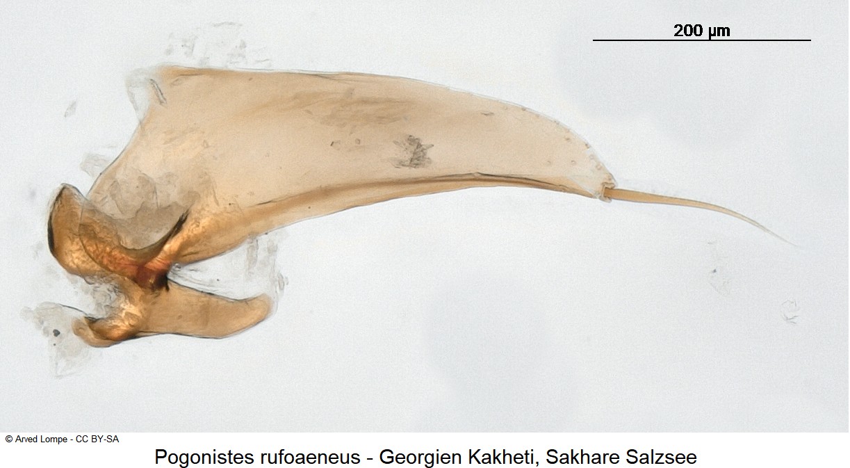 pogonistes_rufoaeneus_ck31024437_pm.jpg