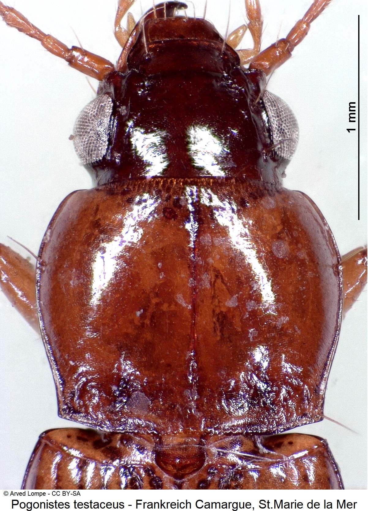 pogonistes_testaceus_ck31206714_vk.jpg
