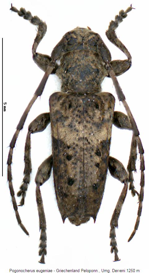 pogonocherus_eugeniae_hab.jpg