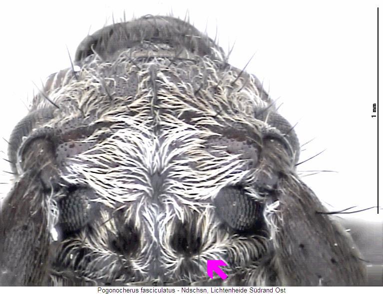 pogonocherus_fasciculatus_k.jpg