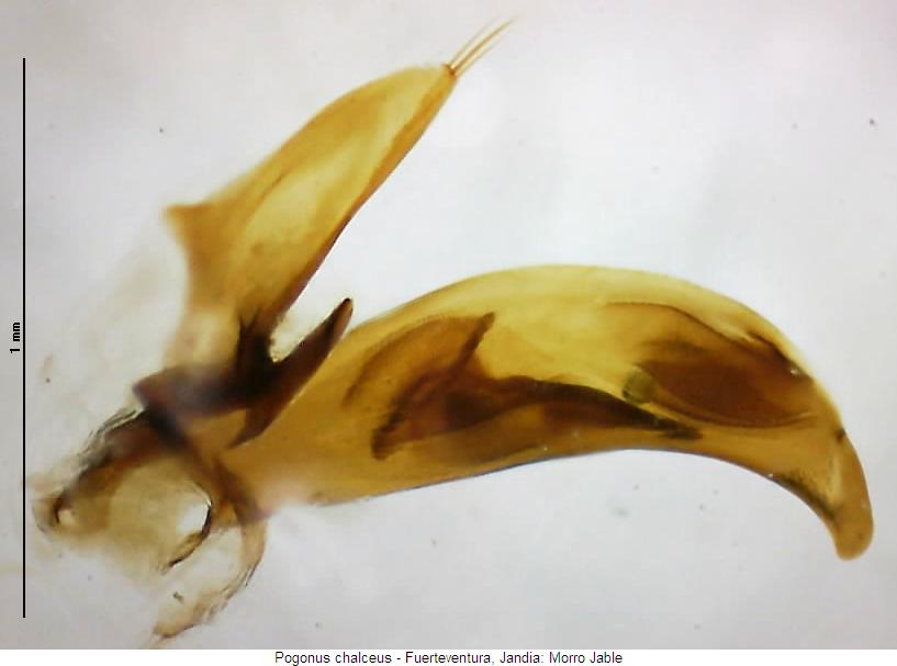 pogonus_chalceus.jpg