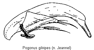 pogonus_gilvipes.gif