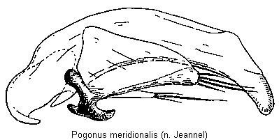 pogonus_meridionalis.gif
