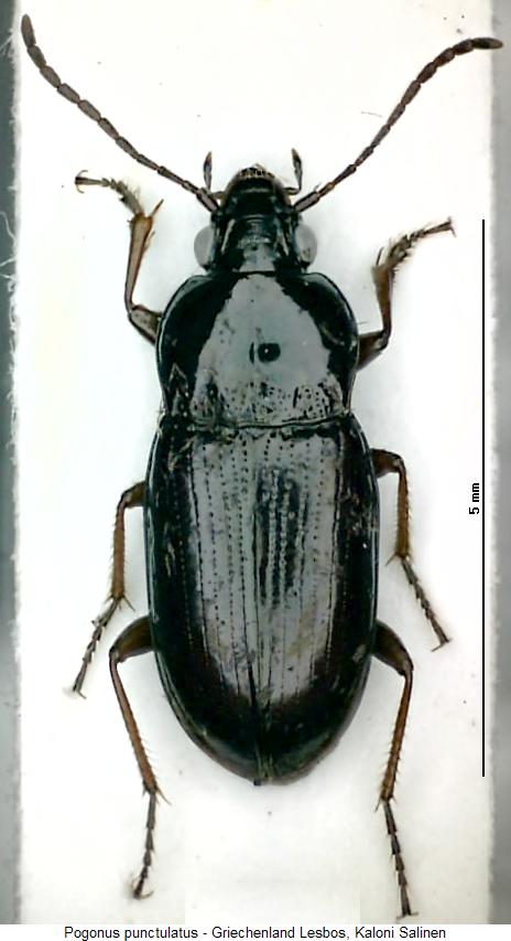pogonus_punctulatus_hab.jpg