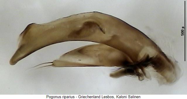 pogonus_riparius.jpg