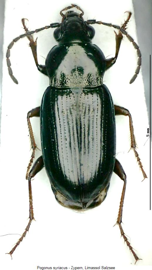 pogonus_syriacus_hab.jpg