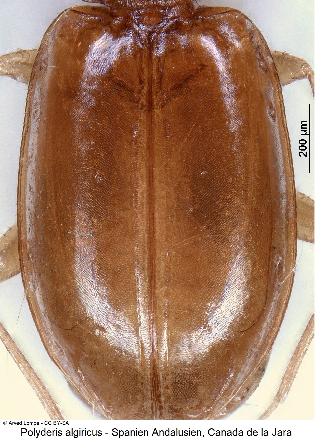 polyderis_algiricus_ck17763_fld.jpg