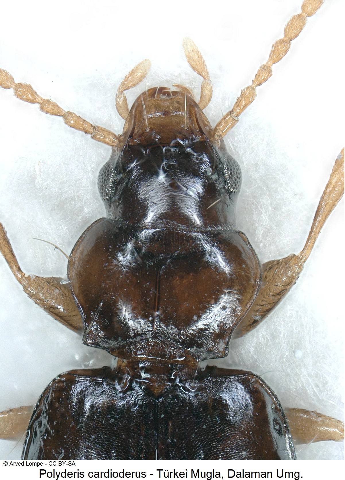 polyderis_cardioderus_ck18697_vk.jpg