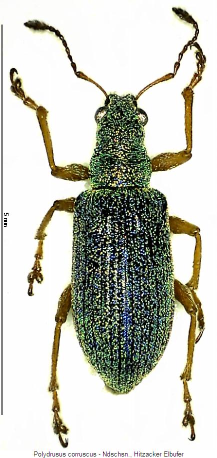 polydrusus_corruscus_hab.jpg